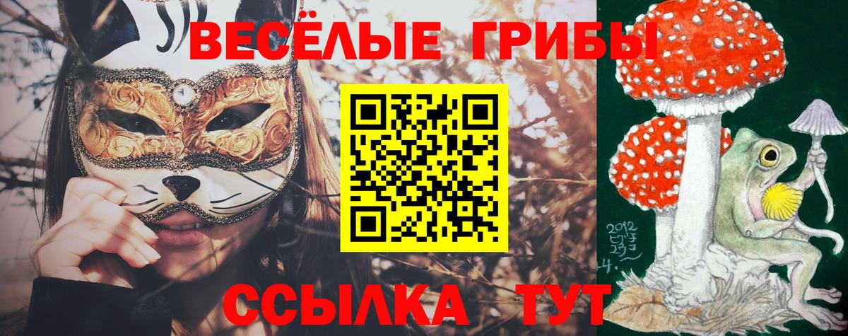 Псилоцибиновые грибы Psilocybe Малгобек